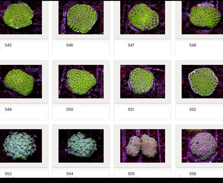 Kupang Corals