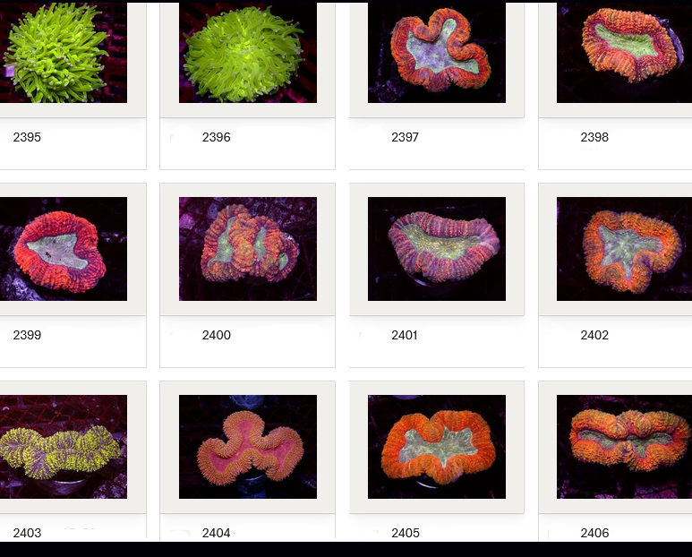 Kupang Corals