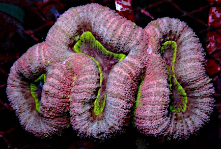 Kupang Lobophyllia