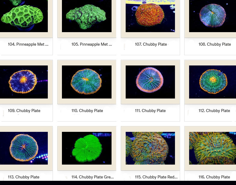 Manado Corals