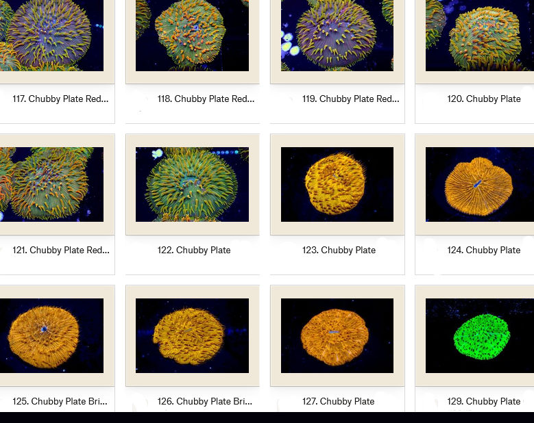 Manado Corals