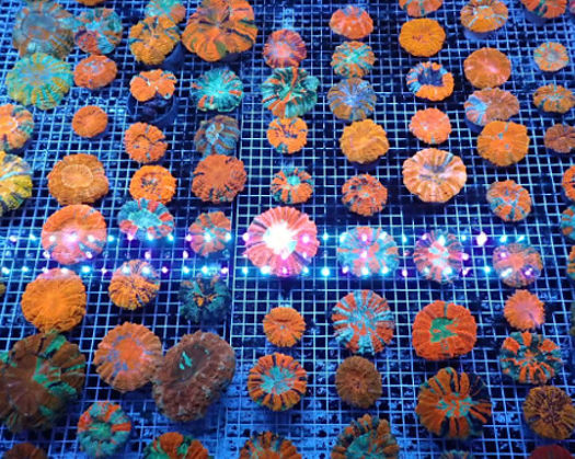 Manado Corals