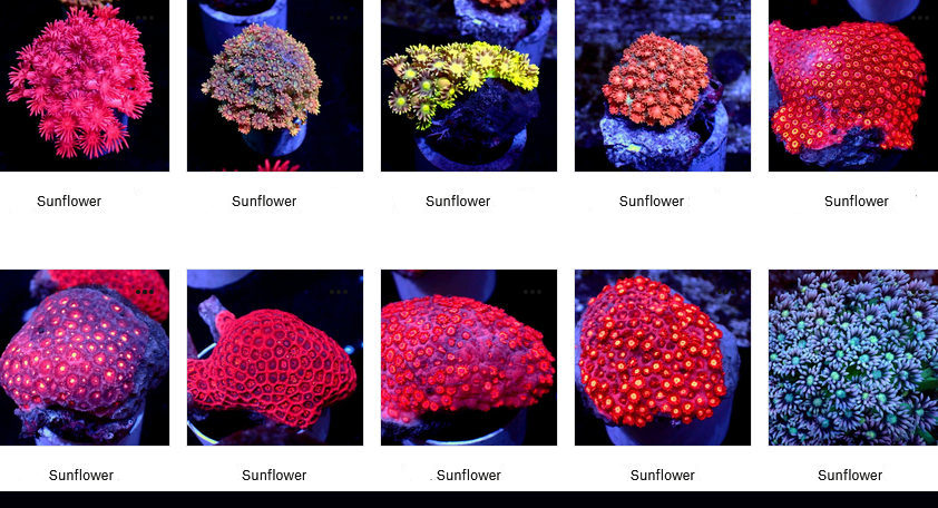 Sunflower Coral