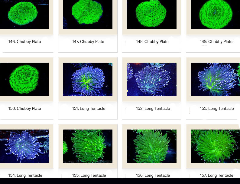 Manado Corals