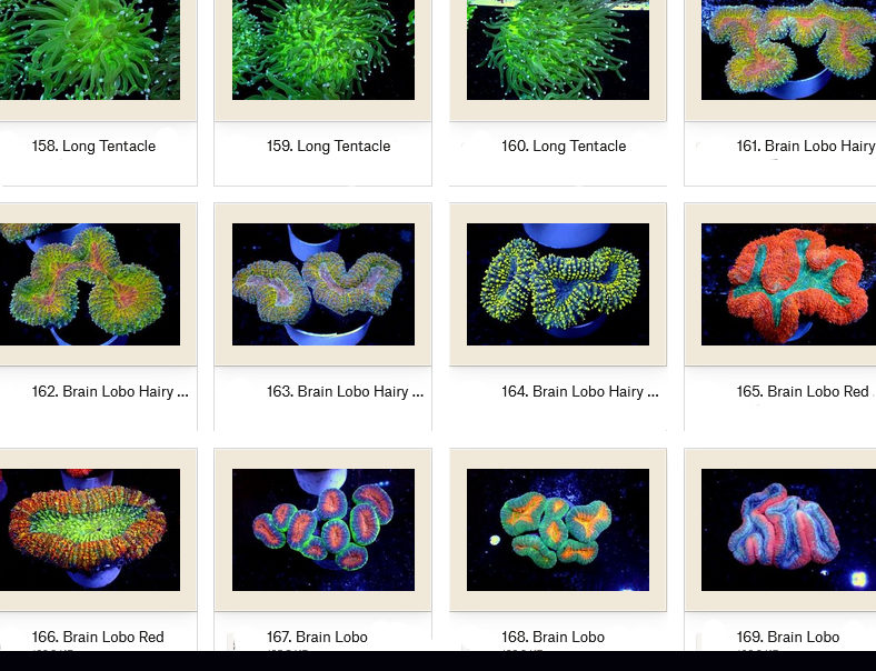 Manado Corals