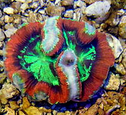 Trachyphyllia