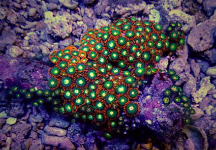 Zoanthids