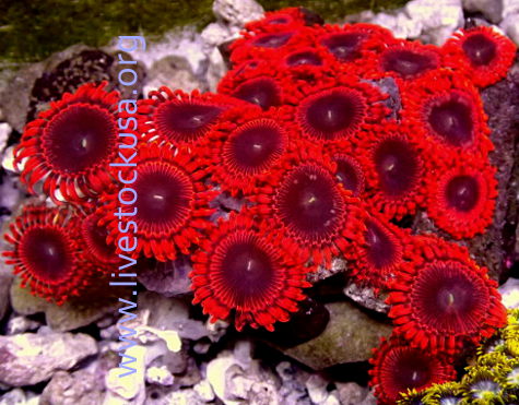 Manado Corals