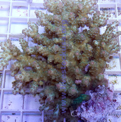 Fiji Acropora