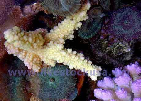 Yellow Staghorn Acropora