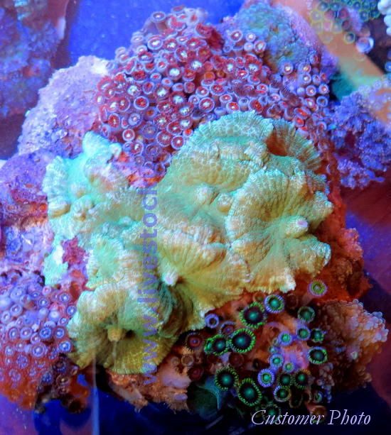 Vietnam Corals