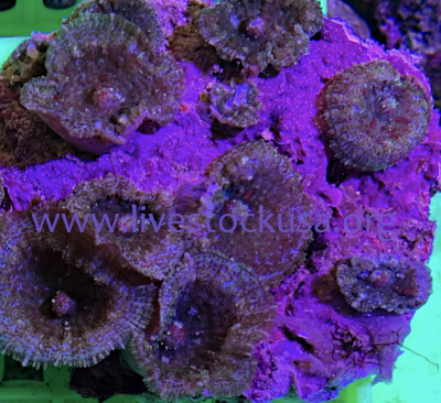 Vietnam Mushrooms
