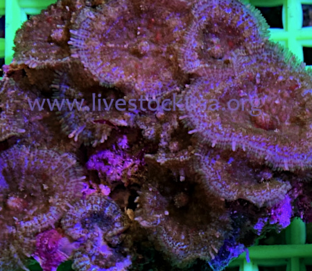 Vietnam Mushrooms