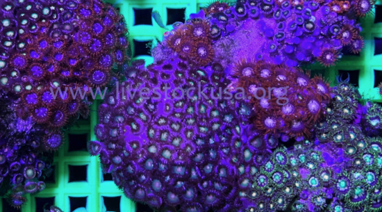 Vietnam Zoanthids