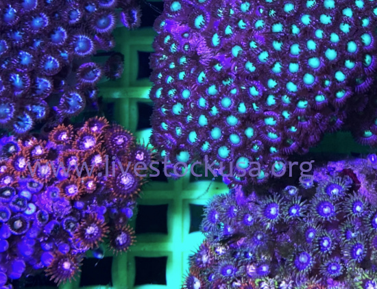 Vietnam Zoanthids