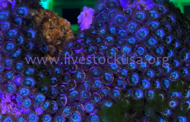 Vietnam Zoanthids