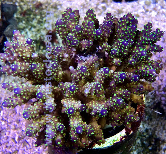 Australian Acropora