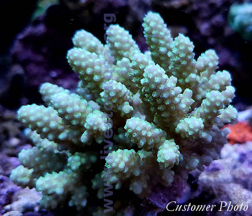 Australia Acropora