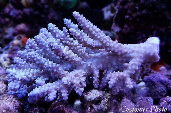 Australian Acropora