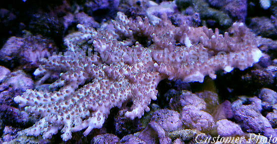 Australian Acropora