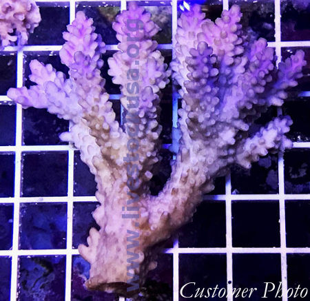 Australian Acropora