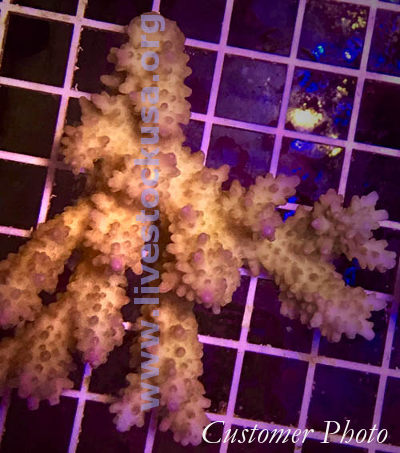 Australian Acropora