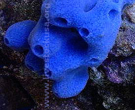 Blue Sponge