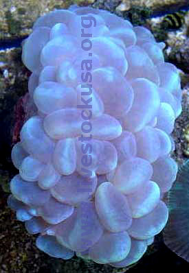 Cat's-eye Bubble Coral