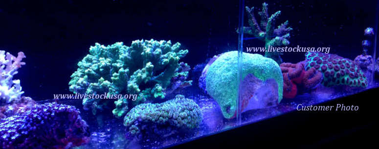Fiji Corals L-XL