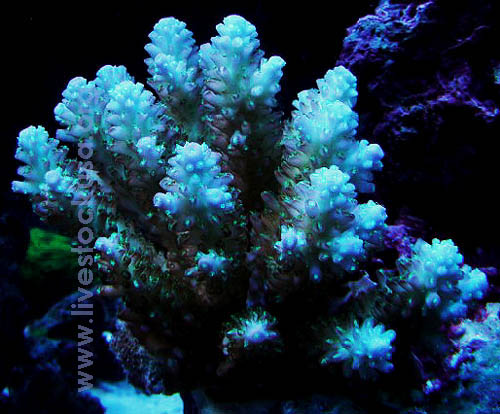 Fiji Acropora