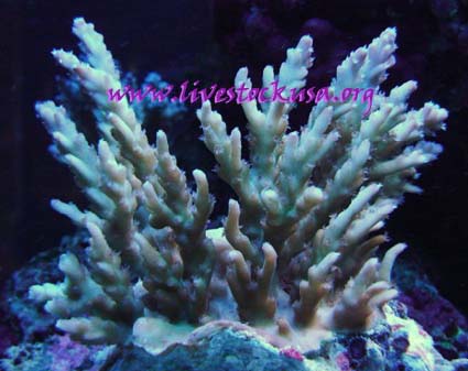 Fiji Acropora