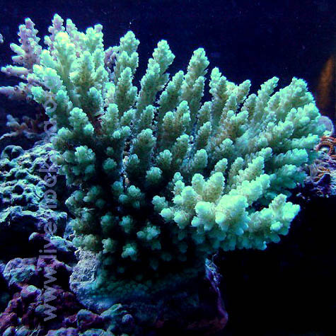 Fiji Acropora