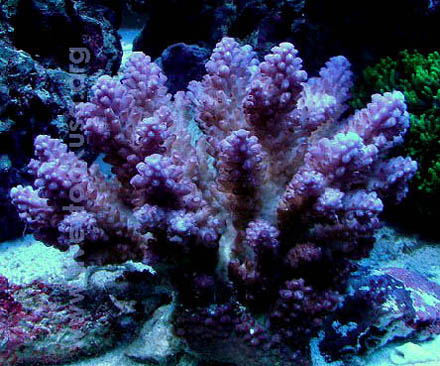 Fiji Acropora