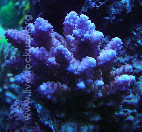 Fiji Acropora