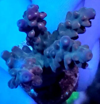 Coral Frag