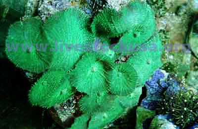 Green Mushrooms
