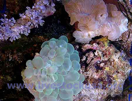 Bubble and Fox Coral