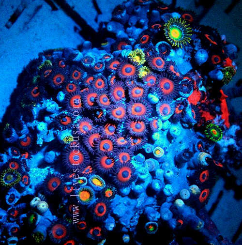Indonesia Zoanthids