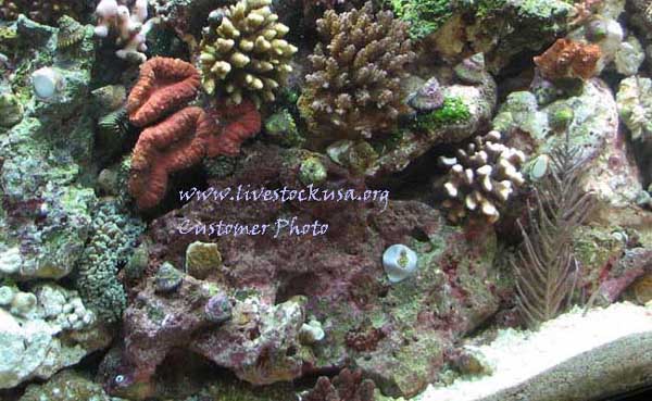 Tonga Corals