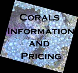 Corals Information