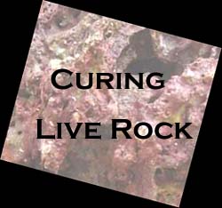 Curing Live Rock