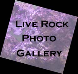 Live Rock Gallery