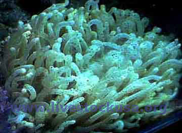 Heliofungia Plate Coral
