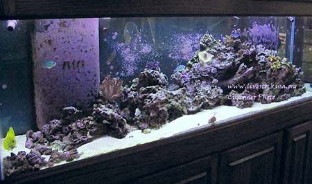 Reef Tank